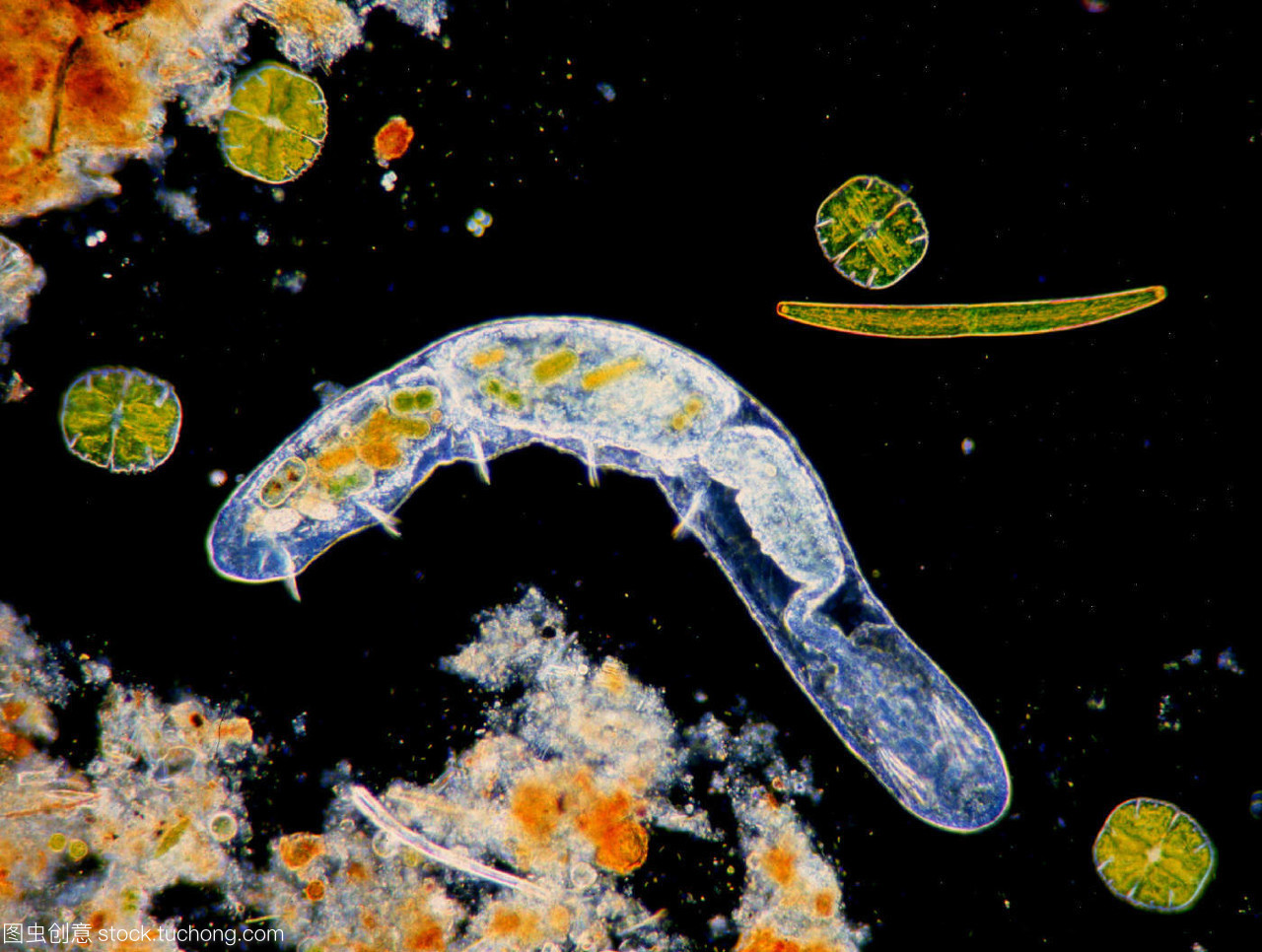 顯微鏡下的淡水世界 從浮游生物到Panther生物的微觀探索